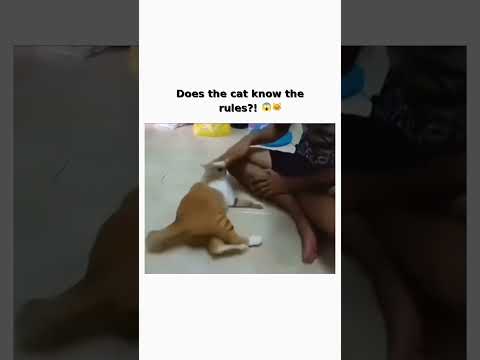 This cat has some serious game skills! 😂 Subscribe for more! #shorts thumbnail
