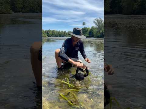 GIANT MUDCRAB! Watch ya fingers 😮 thumbnail