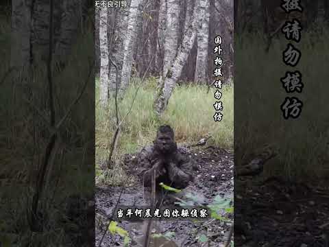 穿吉利服就能躲過熱成像追蹤嗎？#shorts | #紀錄片 #有趣  #creative thumbnail