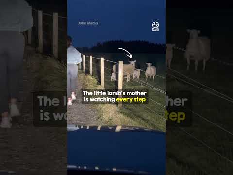 A lost lamb's emotional reunion with her mother 🐑❤️ #shorts #animals #rescue thumbnail