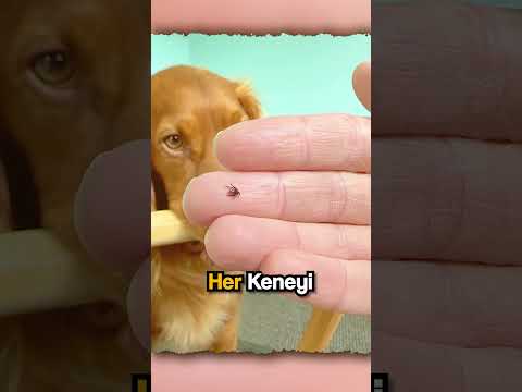 Köpek Sahibine %100 Güvenirse N’olur? thumbnail