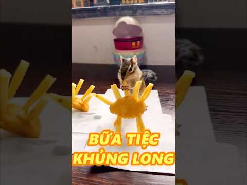 BỮA TIỆC KHỦNG LONG CỦA SÓC NHI thumbnail