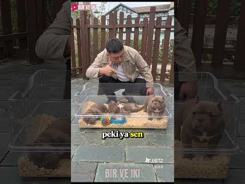 En Büyük Köpeği Bile Satın Alan O Rüşvet! 🤫💥 thumbnail