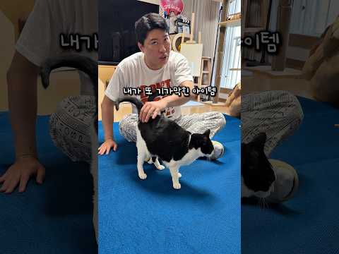 고양이가 환장하는 아이템 thumbnail