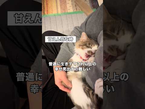 いつもツンツンなのにたまに甘えん坊になる猫がまじで愛しい #甘えん坊猫 #猫 #ねこのきもち #shorts thumbnail