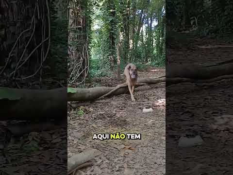 Leva Seu Cão ao Shopping? PRA QUE? #cães #cachorro #pets #shorts #shortsfeed #dogwalk #dogwalker thumbnail
