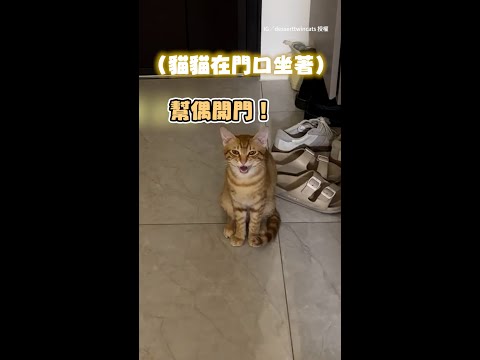 【快開門！】貓貓狂哀號想出去找朋友玩　奴才快被煩鼠XD #Shorts thumbnail
