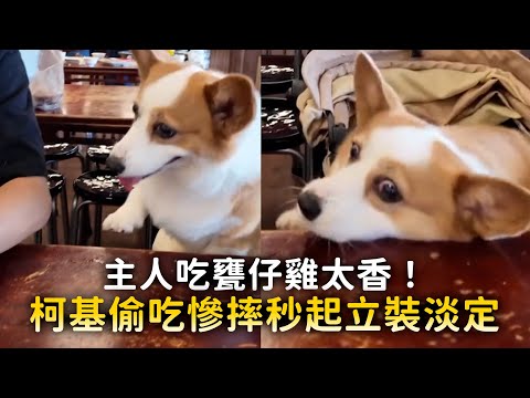 主人吃甕仔雞太香！　柯基偷吃慘摔秒起立裝淡定 #Shorts thumbnail