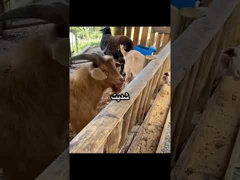 المعزة اكلت الحلق الدهب thumbnail