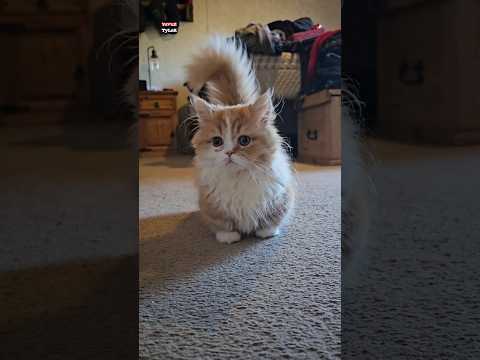 Sana kedi verdiler thumbnail