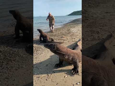 On the beach are the big dudes. - Travel ✈️✈️ thumbnail