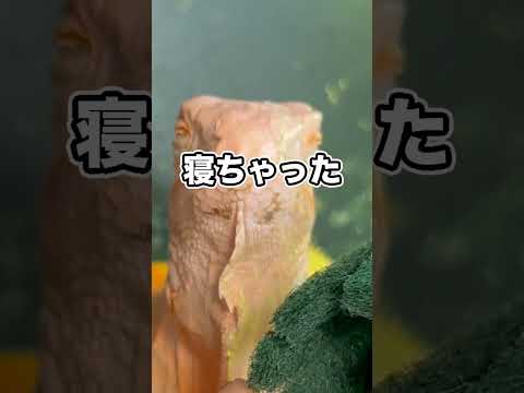 こんなところに卵を産むやつがいるらしい… thumbnail