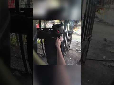 Lighting a fake explosive on an enemy's head ? #airsoft #airsoftcqb #shorts thumbnail