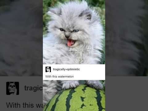Watermelon cat thumbnail