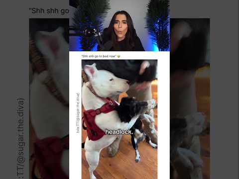 DOG IS CRAZY FOR DOING THIS 😭 thumbnail