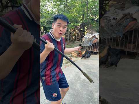 Đây là lùa lùa gà #funny #comedy thumbnail