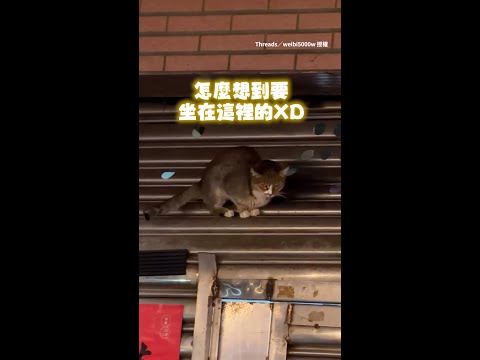 【忍者貓！】路上抬頭見貓貓飛簷走壁　坐鐵門上超穩的XD #Shorts thumbnail