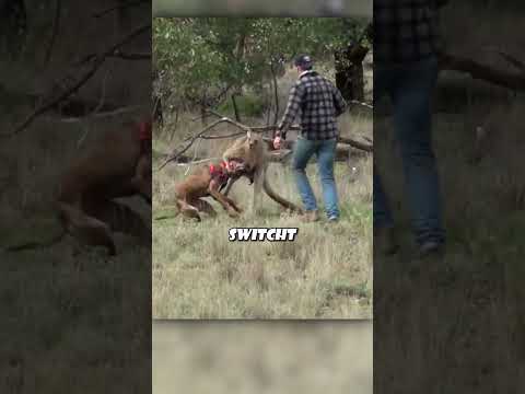 Mann rettet seinen Hund vor Känguru thumbnail