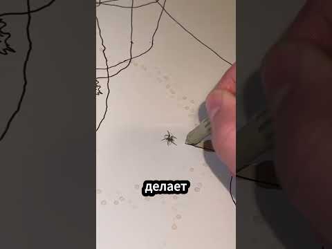 🕷 Паук нарисовал настоящее искусство! #паук #искусство thumbnail