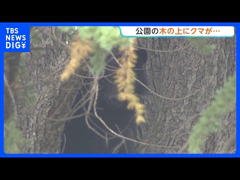 公園の木の上にクマ発見・捕獲　体長1m以上ある成獣のオス　長野・松本市｜TBS NEWS DIG thumbnail
