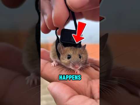 He Attached a Camera On A Rat and this Happened ‼️😱 thumbnail