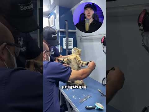 Эти котики навсегда запомнят свой поход к ветеринару😂 #коты #животные #shorts thumbnail