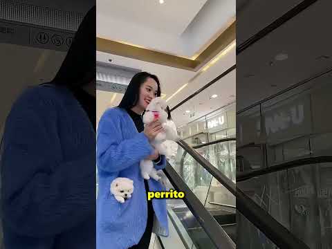 Esta Chica Tiene Unos Perritos Que Todo El Mundo Quiere ? thumbnail