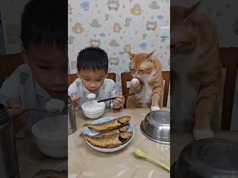#萌娃和萌宠 #调皮的小猫咪 thumbnail