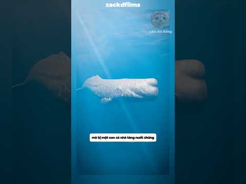 Đang bơi trên biển bị cá nhà táng nuốt chửng thì sao#shorts #facts thumbnail