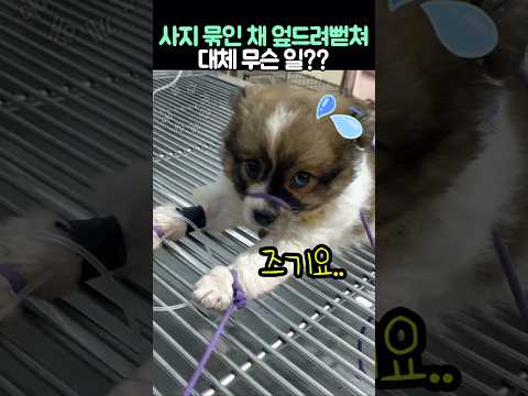 사지 묶인 채 엎드려뻗쳐 중인 강아지.. 대체 무슨 일?? thumbnail