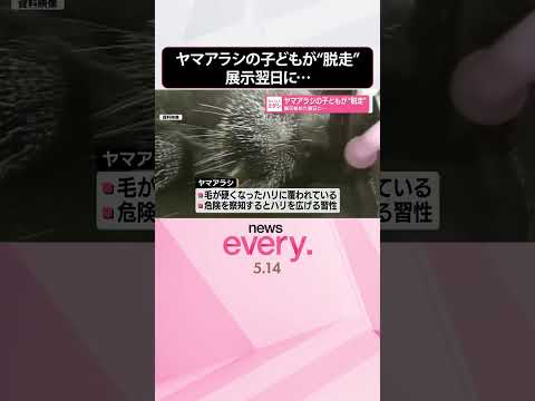 【ヤマアラシの子ども2匹】展示始めた翌日に“脱走”  #shorts thumbnail
