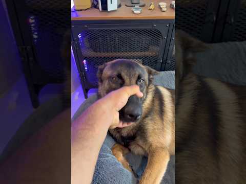 Même avec un malinois ça marche 🤭✌️#malinois #ninolemalou #ades #trend thumbnail
