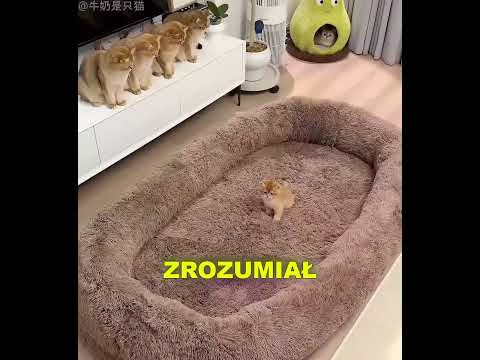 Kupił ogromne łóżko dla swoich kotów… 😂 thumbnail