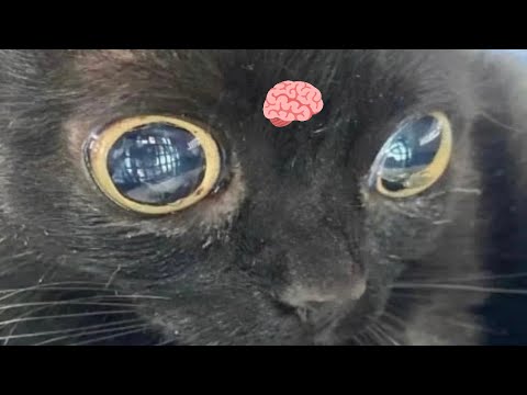 I LOVE MY BRAIN thumbnail