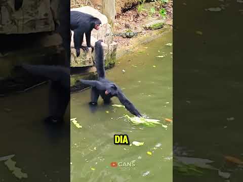 Ini yang dinamakan monyet laba-laba #shortsvideo thumbnail
