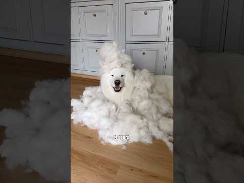 Shedding season with a Samoyed ? #shedding #fur #dog #samoyed #fun thumbnail