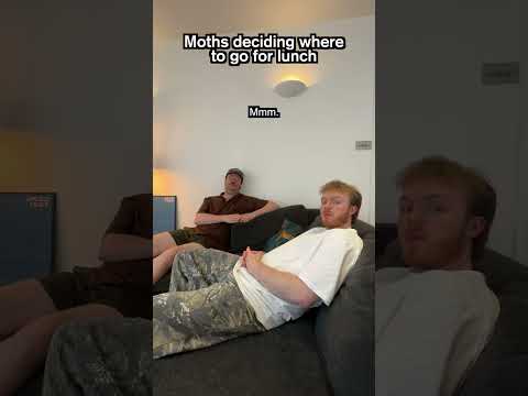 moths deciding where to go for lunch thumbnail