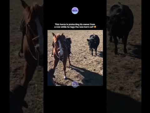 This horse is protecting its owner from a cow while he tags the newborn calf 😍 thumbnail