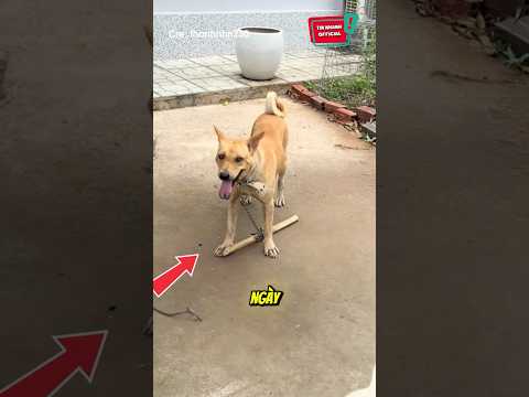 Cách để chó không đuổi theo người lạ =))) ? #shorts thumbnail