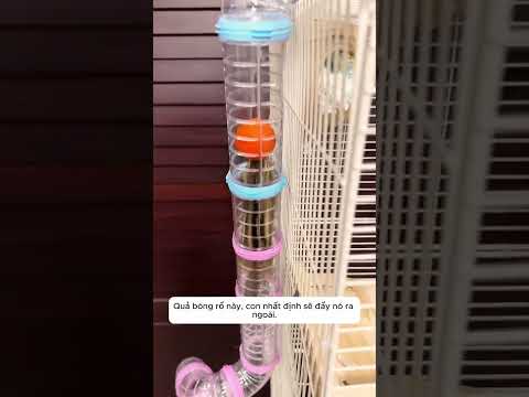 sóc nhí hoàn thành thử thách để ăn khoai tây chiên thumbnail