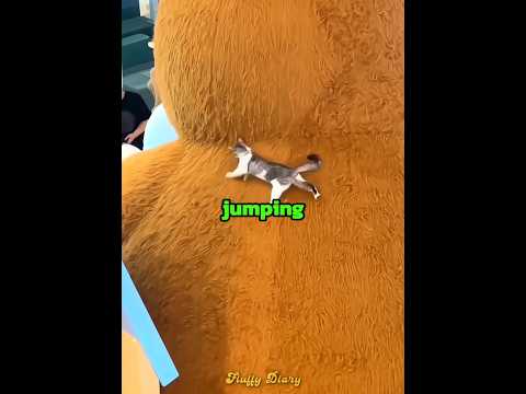 This kitten has a serious mission ??? thumbnail