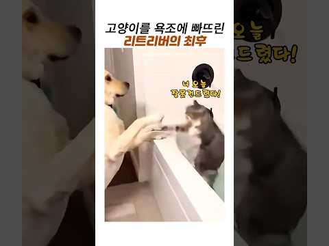 고양이를 욕조에 빠뜨린 리트리버의최후#고등어태비#웃긴동물#물싫어하는 고양이 thumbnail