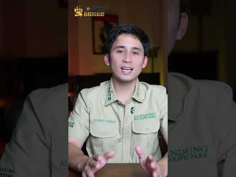 APA YANG TERJADI JIKA TIDAK ADA KEBUN BINATANG? thumbnail