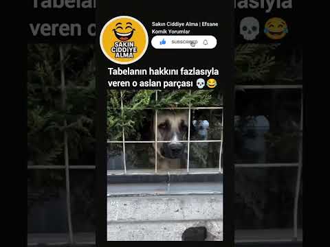 Tabelanın hakkını fazlasıyla veren o aslan parçası 💀😂 #sakinciddiyealma #mizah thumbnail
