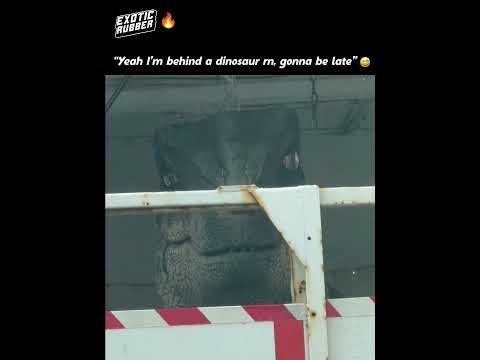 When you find something weird mid traffic thumbnail