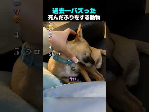 過去一バズった ! ? 死んだふりをする動物 TOP5 thumbnail