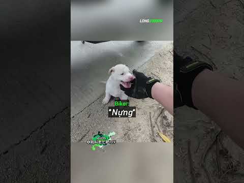 Chú Chó Luôn Cười Thì May Mắn Cũng Không Quá Tệ ❤️ thumbnail