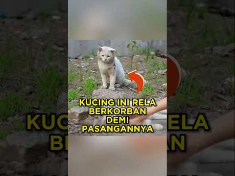 Kucing Ini Rela Menahan Semua Rasa Sakit Demi Pasangannya❤ #shorts #kucing thumbnail