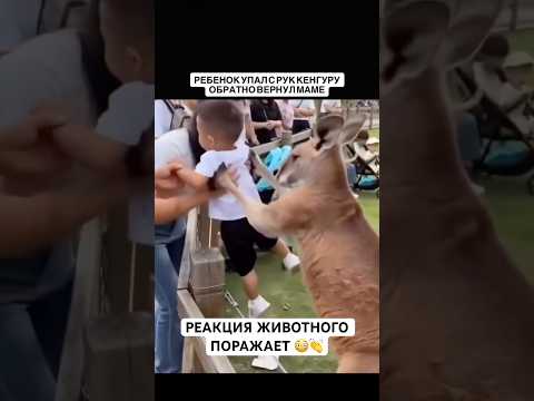 кенгуру не проявил агрессии, а, наоборот, помог вернуть ребенка обратно к взрослому.#рек#кенгуру thumbnail