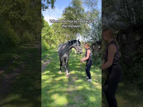Why use a mower when you have a horse?🐴🌱🌾 #equestrian #horse #horses #funnyanimals #horserider thumbnail